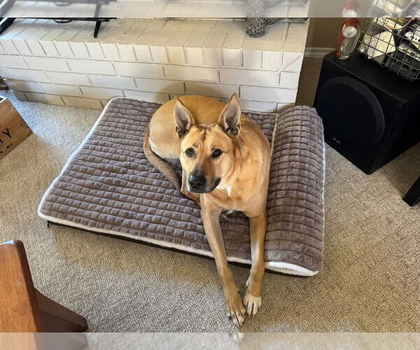 Medium Photo #1 Black Mouth Cur-Carolina Dog Mix Puppy For Sale in Euless, TX, USA