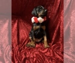 Small Photo #8 Doberman Pinscher Puppy For Sale in HUNTSBURG, OH, USA