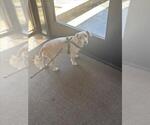 Small Poodle (Miniature) Mix