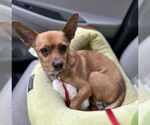 Small #1 Chihuahua Mix