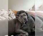 Small American Pit Bull Terrier