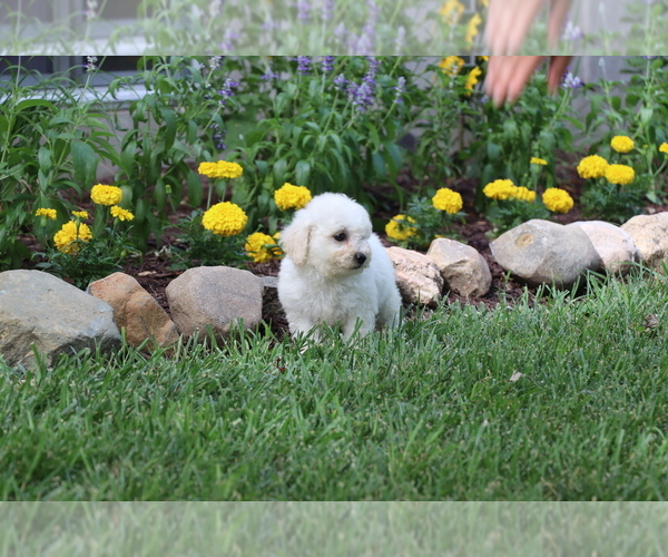 Medium Photo #5 Bichon Frise Puppy For Sale in HUMBOLDT, IL, USA