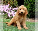 Small Photo #3 Goldendoodle Puppy For Sale in AIRVILLE, PA, USA
