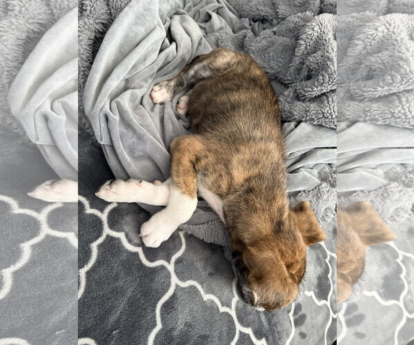 Medium Photo #5 Mutt Puppy For Sale in Sandy, UT, USA
