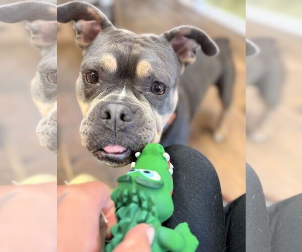 Medium Photo #7 Bulldog-Unknown Mix Puppy For Sale in Chester, NJ, USA