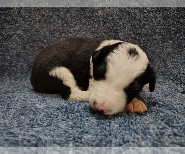 Medium Photo #20 Border Collie Puppy For Sale in NORBORNE, MO, USA