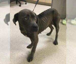 Mutt Dogs for adoption in Riverside, CA, USA