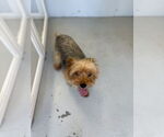 Small #2 Mutt