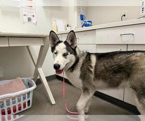 Siberian Husky Dogs for adoption in Berkeley , CA, USA