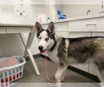 Small Siberian Husky