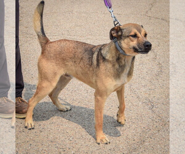 Medium Photo #6 Black Mouth Cur-German Shepherd Dog Mix Puppy For Sale in Huntley, IL, USA