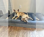 Small #11 Labrador Retriever Mix