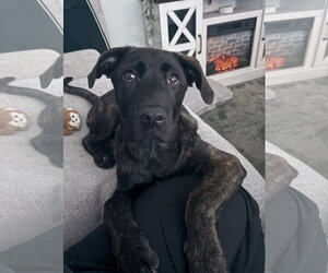 Holland Shepherd-Labrador Retriever Mix Dogs for adoption in San Diego, CA, USA