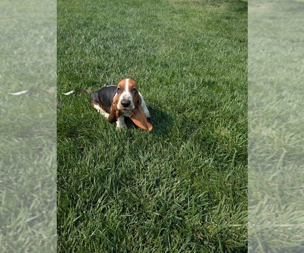 Medium Photo #1 Basset Hound Puppy For Sale in JEROME, ID, USA