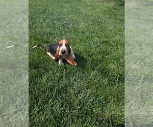 Basset Hound Puppy for sale in JEROME, ID, USA