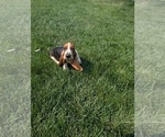 Small Basset Hound