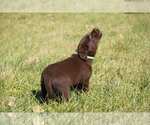 Small Photo #2 Labrador Retriever Puppy For Sale in GIBSONVILLE, NC, USA