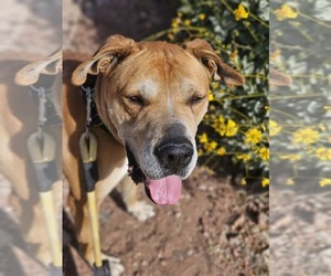 Great Dane-Unknown Mix Dogs for adoption in phoenix, AZ, USA
