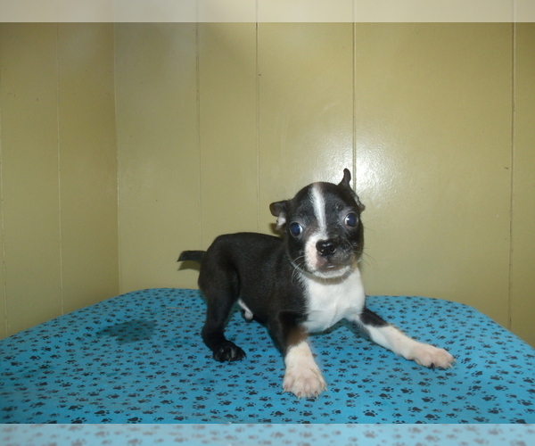 View Ad Boston Terrier Puppy for Sale near New Jersey