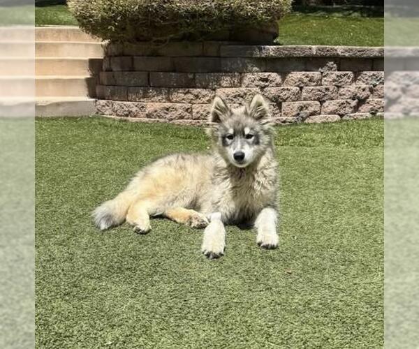 Medium Photo #2 Siberian Husky Puppy For Sale in San Diego, CA, USA