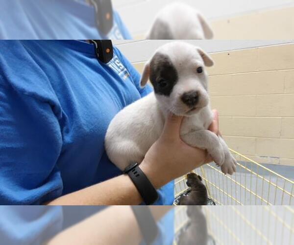 Medium Photo #1 Labrador Retriever-Unknown Mix Puppy For Sale in Tulsa, OK, USA