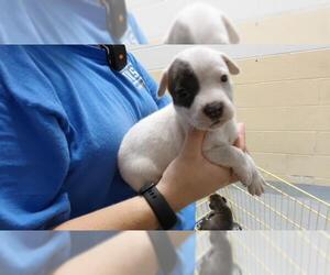 Labrador Retriever-Unknown Mix Dogs for adoption in Tulsa, OK, USA