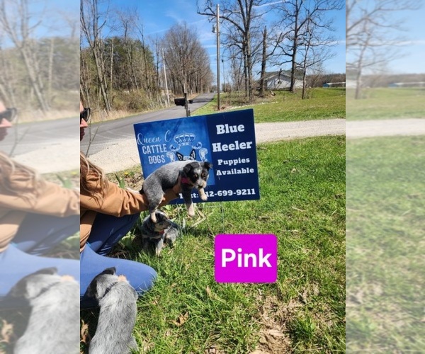 Medium Photo #5 Australian Cattle Dog Puppy For Sale in JASONVILLE, IN, USA
