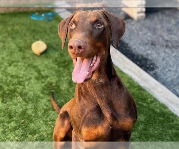 Medium Photo #2 Doberman Pinscher-Unknown Mix Puppy For Sale in Moreno Valley, CA, USA