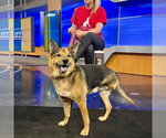 Small #15 German Shepherd Dog Mix