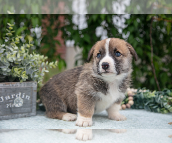 Medium Photo #13 Pembroke Welsh Corgi Puppy For Sale in NEW CONCORD, OH, USA
