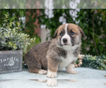 Small Photo #13 Pembroke Welsh Corgi Puppy For Sale in NEW CONCORD, OH, USA