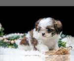 Small #3 Shih Tzu