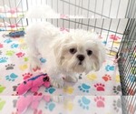 Small #3 Shih Tzu