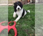 Small Photo #5 Bernedoodle Puppy For Sale in SPRINGFIELD, IL, USA