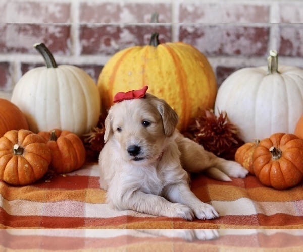 Medium Photo #9 Goldendoodle Puppy For Sale in RED OAK, TX, USA