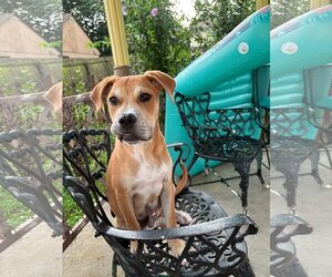 Mutt Dogs for adoption in Uwchlan, PA, USA