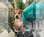 Small Mutt