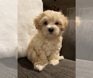 Poodle (Miniature)-Shorkie Tzu Mix Puppy for sale in ORCHARDS, WA, USA