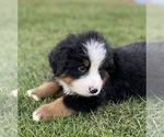 Small Photo #8 Bernese Mountain Dog Puppy For Sale in KILLBUCK, OH, USA