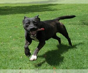 Mutt Dogs for adoption in Texas City, TX, USA