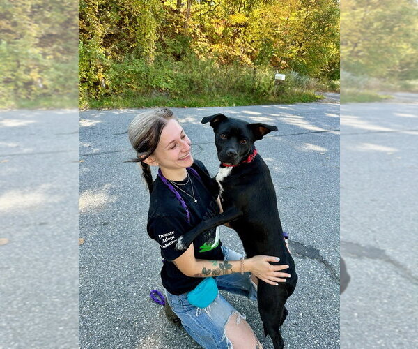 Medium Photo #15 Boston Terrier-Unknown Mix Puppy For Sale in Brewster, NY, USA