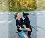 Small #14 Boston Terrier Mix
