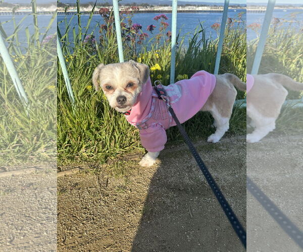 Medium Photo #3 Border Terrier-Shih Tzu Mix Puppy For Sale in Santa Clara, CA, USA