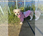 Small #2 Border Terrier-Shih Tzu Mix