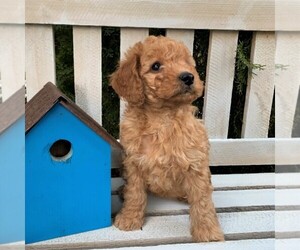 Goldendoodle-Poodle (Miniature) Mix Puppy for sale in LEOLA, PA, USA