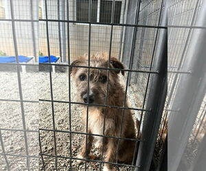 Mutt Dogs for adoption in Shelburne, VT, USA