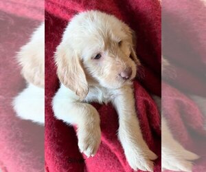 Labradoodle Puppy for sale in COOK, MN, USA