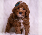 Small Photo #38 Poodle (Toy) Puppy For Sale in WARSAW, IN, USA