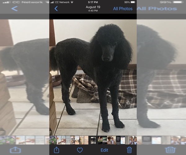 Medium Photo #1 Poodle (Standard) Puppy For Sale in LOGAN, UT, USA