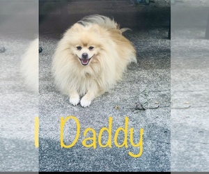Father of the Pomeranian puppies born on 08/16/2021